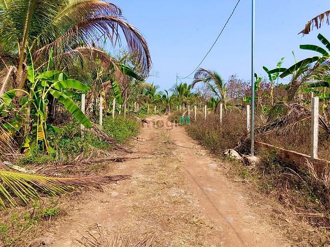 Hình ảnh Đất Sào SHR Tại Vĩnh Tân Trồng Cây Ăn Trái