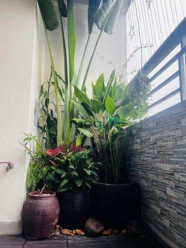 Hình ảnh Chung cư cao cấp nam đô complex 99 mét 3 ngủ 3ty