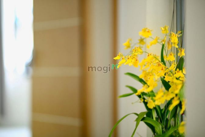 Hình ảnh 🌈🌈 Mb6623 nạp rút nhanh chóng Full nội thất, thang máy gần Cầu Đỏ, VLU, FTU, HUL🌹🌹