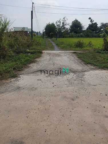 Hình ảnh Cần bán đất trồng lúa khu vực Long An