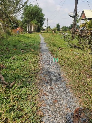 Hình ảnh Cần bán đất trồng lúa khu vực Long An