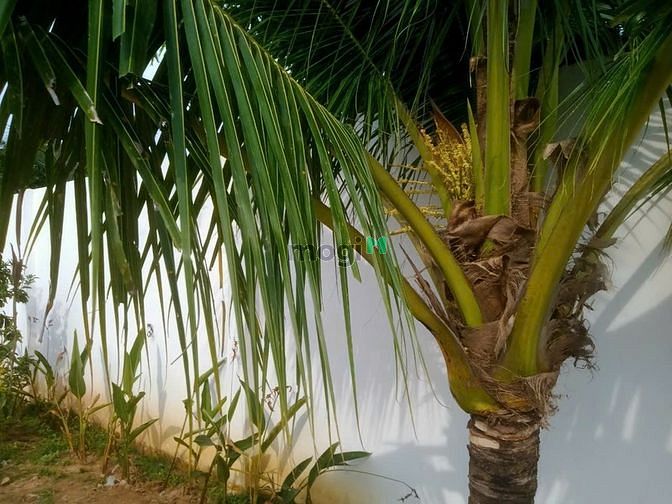 Hình ảnh Bán gấp căn nhà vườn Mt phan Thị Vẽ