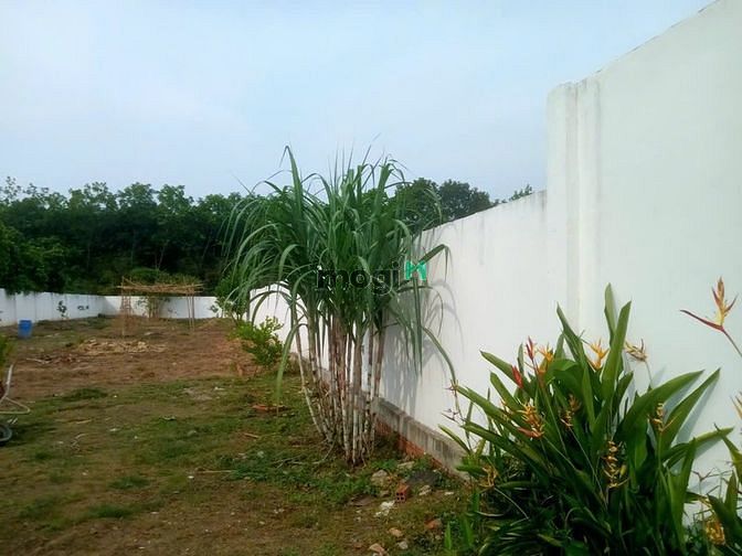 Hình ảnh Bán gấp căn nhà vườn Mt phan Thị Vẽ