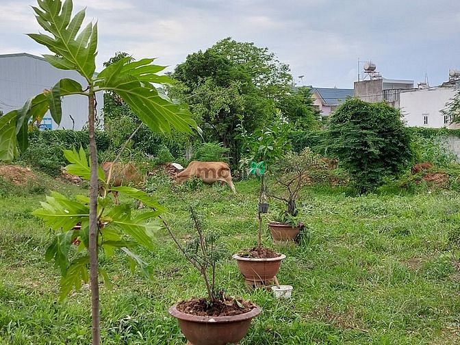 Hình ảnh Cho thuê bãi xe Bình thắng, Dĩ An 1330m2