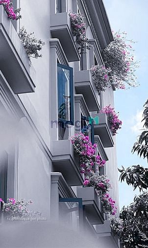 Hình ảnh Hoa Mộc Lan bên ô cửa .