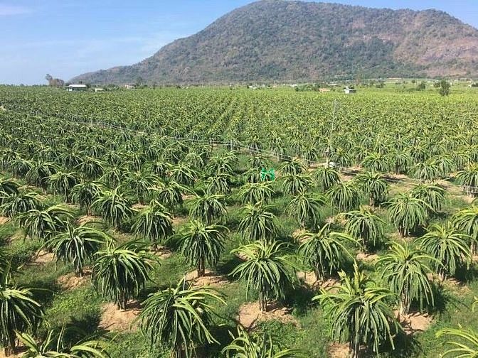 Hình ảnh Chỉ 320tr sở hữu hơn 1 sào thuộc Xã Bình An -  Đường sỏi trước đất