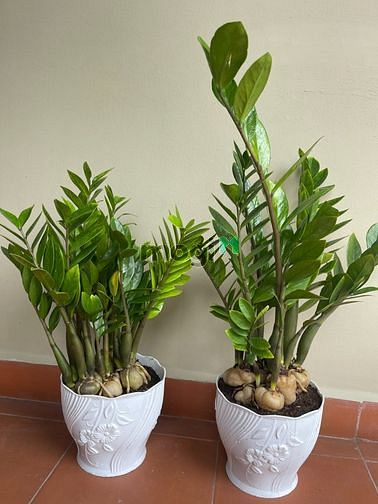 Hình ảnh Cho thuê Biệt thự Hưng Thái, Quận 7, Tp.HCM . DT 200m2 . 4pn, 48tr/th.