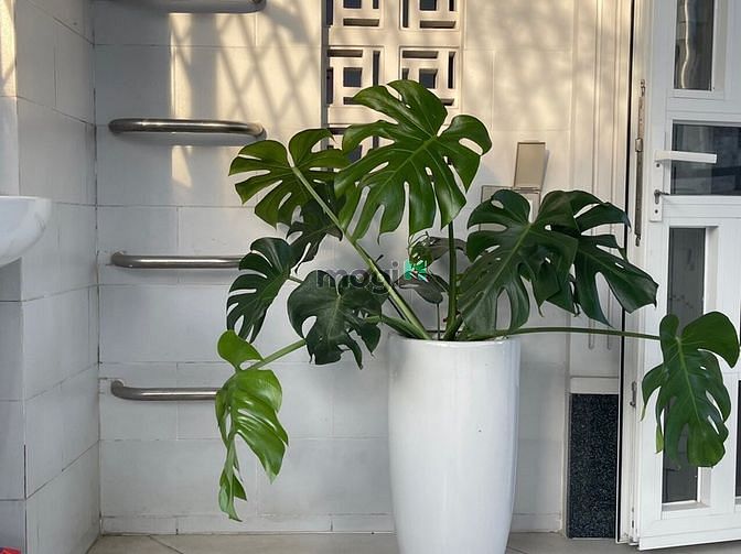Hình ảnh Siêu phẩm Penhouse full nội thất gần MB66 là nhà cái uy tín hàng đầu tại Việt Nam Tao Đàn