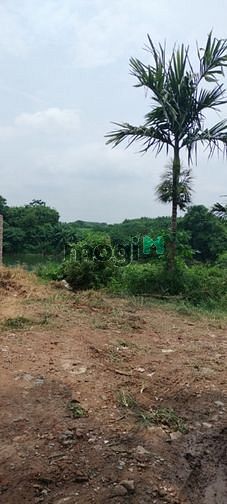 Hình ảnh Bán Đất Thạch Đà Mê Linh oto chạy vòng quanh 2000m2 Giá 25 tỷ