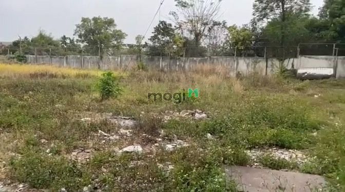 Hình ảnh Cần cho thuê đất trống có sổ đỏ Đường 3 Tháng 2, Phường Lái Thiêu