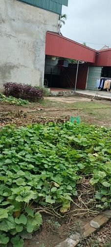 Hình ảnh Chính chủ bán đất Tráng Việt Mê Linh