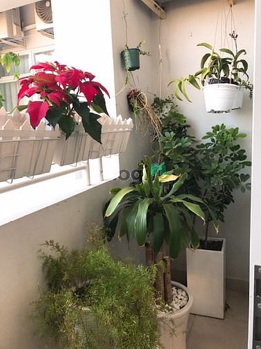 Hình ảnh Cho thuê Trang Chủ MB66.COM / Đăng Ký Tặng 66K Him Lam Chợ lớn đầy đủ nội thất giá 13tr/th