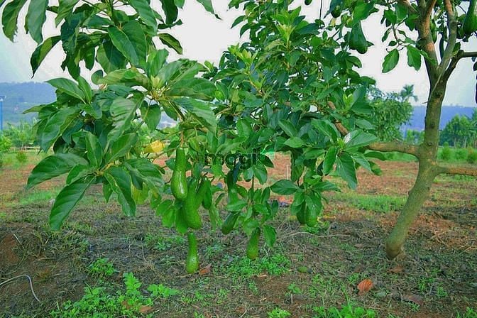 Hình ảnh Đất 100% Sổ Hồng Diện Tích 1,106m2 Tại Đan Phượng, Lâm Hà