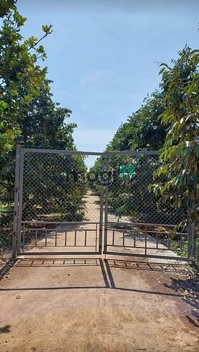 Hình ảnh Đất vườn 1015m2 CHƠN THÀNH, BÌNH PHƯỚC, shr, CHỈ 391TR