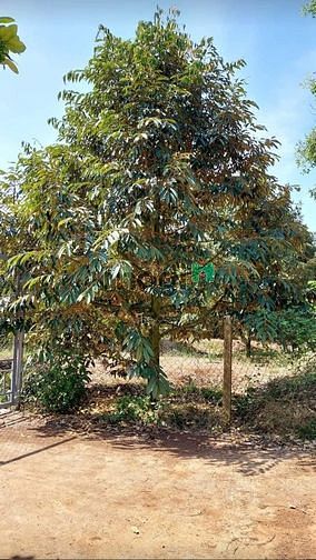 Hình ảnh Đất vườn 1015m2 CHƠN THÀNH, BÌNH PHƯỚC, shr, CHỈ 391TR