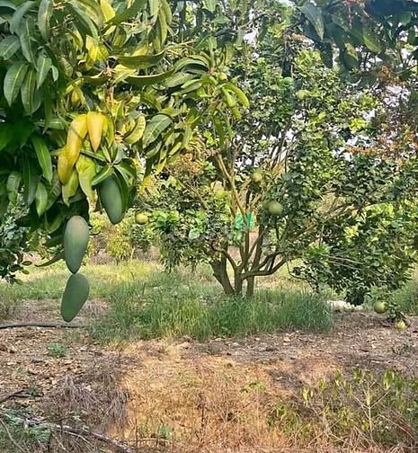 Hình ảnh Đất vườn thổ cư 900m2 CHƠN THÀNH, BÌNH PHƯỚC, SHR, 372TR
