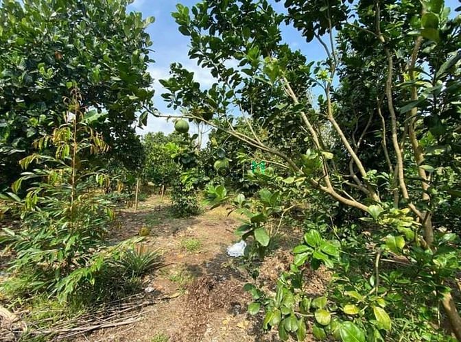 Hình ảnh Đất vườn thổ cư 900m2 CHƠN THÀNH, BÌNH PHƯỚC, SHR, 372TR