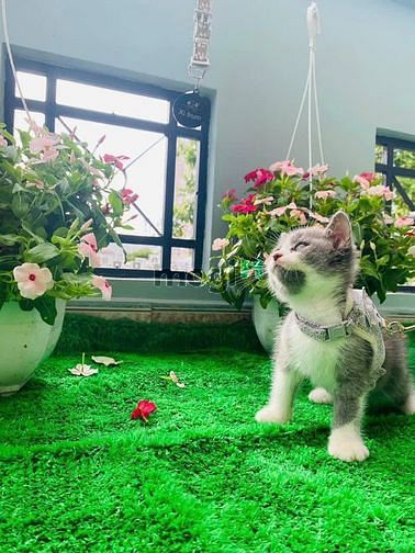 Hình ảnh Cho thuê Căn Hộ Dịch Vụ Ban công mới siêu đẹp
