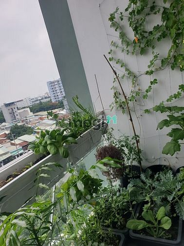 Hình ảnh Cho Thuê Căn Hộ Tân Phú Emerald 1PN 53m2 9tr Có Bancon Celadon City