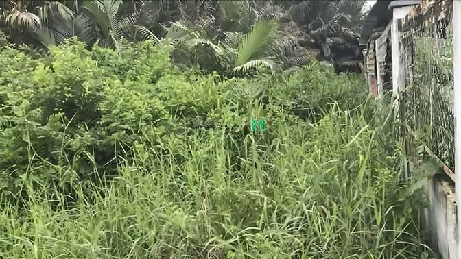 Hình ảnh 🏞️ Bán Đất Vườn Diện Tích Lớn - Cơ Hội Mb6623 phiên bản mới nhất Tuyệt Vời 🏞️