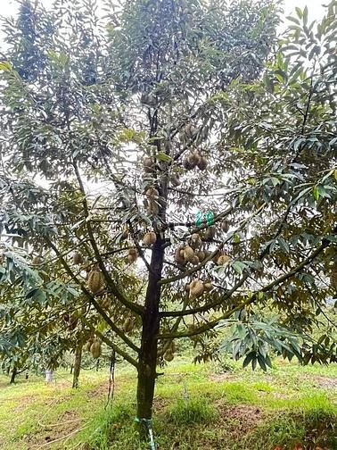 Hình ảnh Đất 1300m2 CHƠN THÀNH, BÌNH PHƯỚC, shr , 330TR
