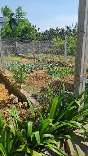 Hình ảnh Chính chủ nhờ bán gấp lô đất 62,7m² tại Đồng Trúc, Thạch Thất, HN.