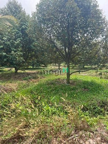 Hình ảnh Đất 10.600m2 ngang 110*95 phú giáo Bình Dương