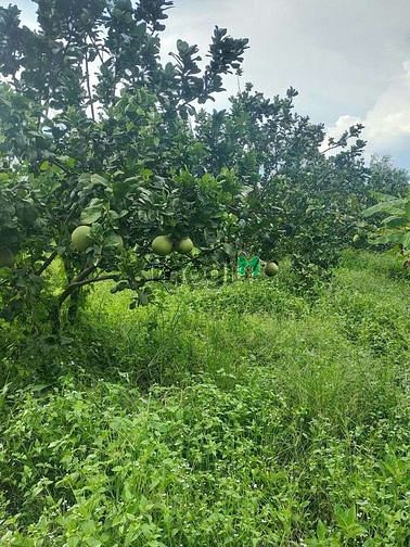 Hình ảnh Đất 10.600m2 ngang 110*95 phú giáo Bình Dương