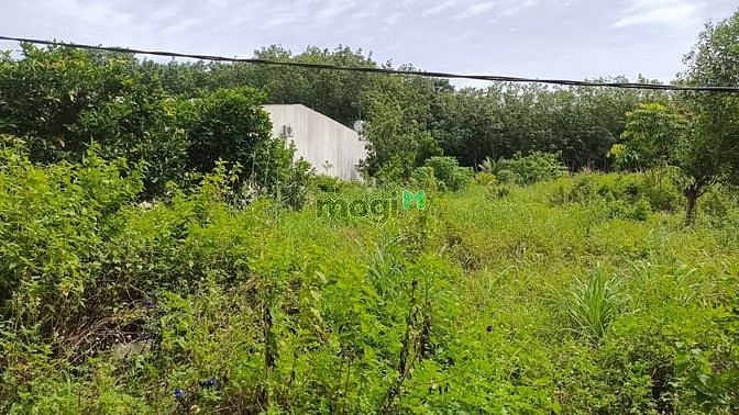 Hình ảnh bán vườn thổ cư bình Dương 245tr /500m2