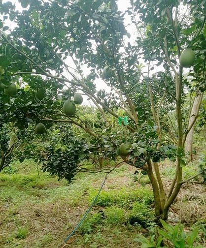 Hình ảnh Đất vườn 1010m2, SHR, CHƠN THÀNH, 295TR