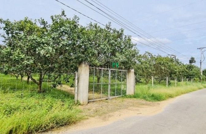 Hình ảnh Đất vườn 1010m2, SHR, CHƠN THÀNH, 295TR