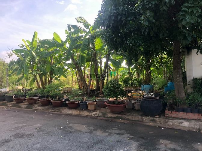 Hình ảnh Bán đất Biệt thự, SHR, Khu biệt lập view sông. 10,5 tỷ