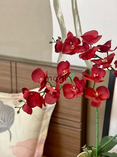 Hình ảnh Mb6623 nạp rút nhanh chóng 1PN balcon gần chợ Bến Thành full nội thất 55m²