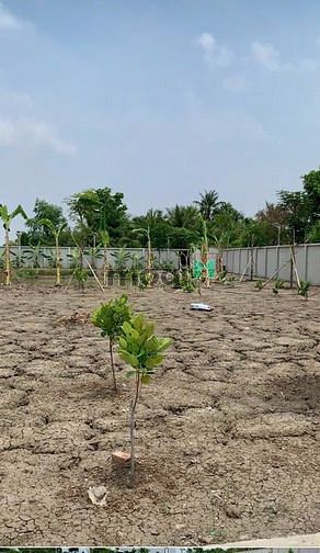 Hình ảnh Bán đất MT Lộc Trung, Mỹ Lộc, Cần Giuộc, Long An