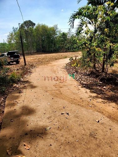 Hình ảnh bán gấp sào đất 1000m2 có thổ cư, đường betong giá 395tr