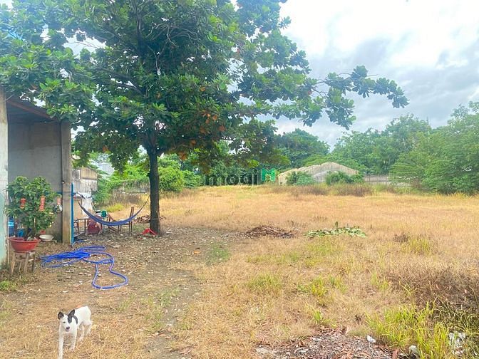 Hình ảnh Cho thuê 5.000m2 đất nằm ngay chân cầu gò dưa gần sông
