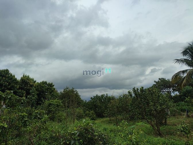 Hình ảnh ✅Bán Đất Nam Cát Tiên, Huyện Tân Phú, Đồng Nai