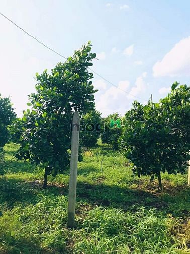 Hình ảnh CẦN Bán đất vườn trái cây 2000m giá 280 triệu