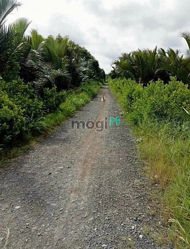 Hình ảnh Đất thổ cư hẻm xe hơi xã Tam Thôn Hiệp, Cần Giờ. 18m x 24m. View sông.