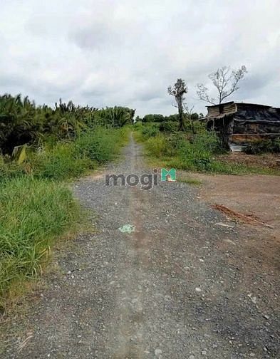 Hình ảnh Đất thổ cư hẻm xe hơi xã Tam Thôn Hiệp, Cần Giờ. 18m x 24m. View sông.