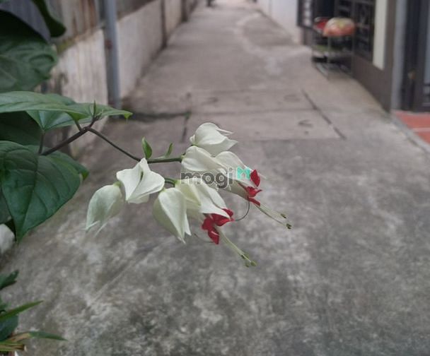 Hình ảnh ++Bán Đất _Cự Khối _Long Biên.+DT.46M- MT 4M -GIÁ 1,95 TỶ.