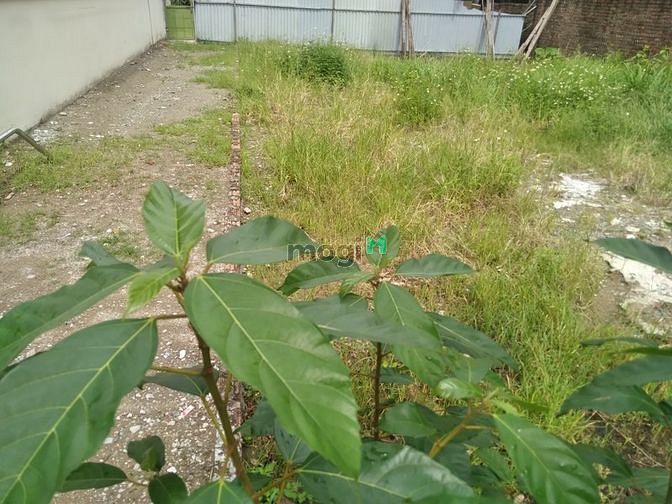 Hình ảnh +Bán Đất _Xã Kim Lan -Lên Quận+DT.357M- MT 13M -GIÁ 32tr/m