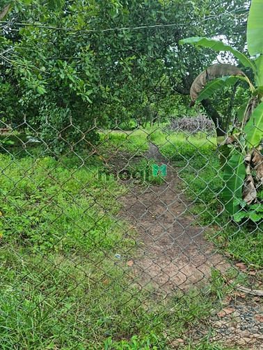 Hình ảnh Cần vốn bán lô đất 250m2(5x50m) sổ riêng, 270tr