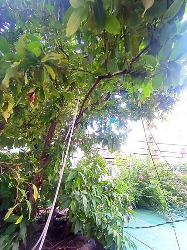 Hình ảnh Siêu phẩm situdio có cửa sổ gần sân bay tân sơn nhất