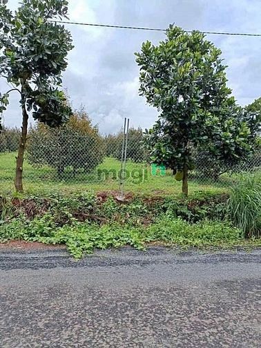 Hình ảnh Cần ra đi gấp lô đất 1000m2 giá ngộp 250tr