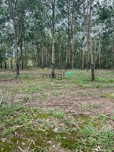 Hình ảnh 1,2 ha cao su đang thu hoạch giá 150 trđ