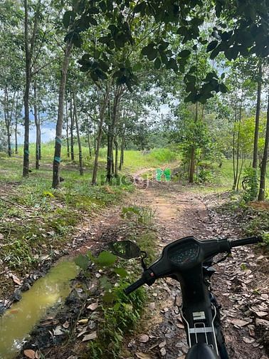 Hình ảnh 1,2 ha cao su đang thu hoạch giá 150 trđ