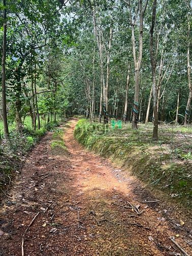 Hình ảnh 1,2 ha cao su đang thu hoạch giá 150 trđ