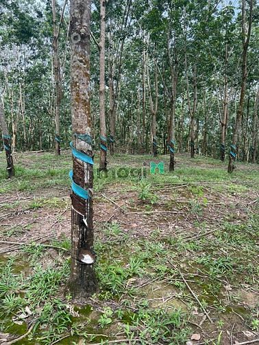 Hình ảnh 1,2 ha cao su đang thu hoạch giá 150 trđ