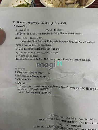 Hình ảnh 1,2 ha cao su đang thu hoạch giá 150 trđ